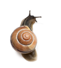 Garden snail in front of a white background, studio shot