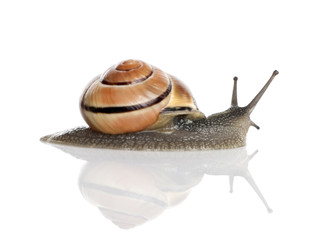 Garden snail in front of a white background, studio shot
