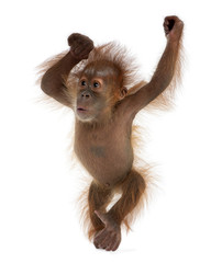Naklejka premium Baby Sumatran Orangutan, standing in front of white background