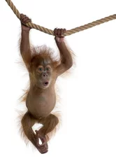 Foto op Plexiglas Aap Baby Sumatraanse orang-oetan hangend aan touw tegen witte achtergrond