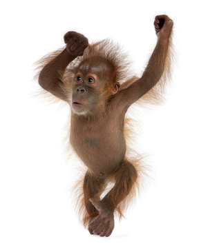 Baby Sumatran Orangutan, standing in front of white background