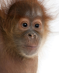 Fototapeta premium Close-up of baby Sumatran Orangutan, against white background