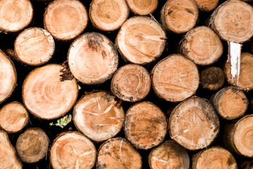Baumstämme gestapelt