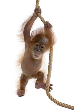 Baby Sumatran Orangutan hanging on rope against white background
