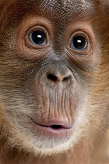 Close-up of baby Sumatran Orangutan, 4 months old © Eric Isselée