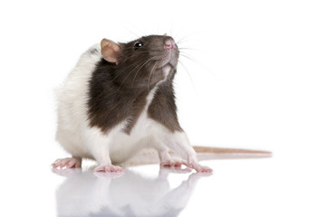 Rat, 1 year old, standing in front of a white background