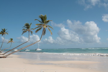 pochylone palmy kokosowe nad brzegiem morza karaibskiego - obrazy, fototapety, plakaty