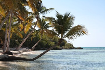 Palmy kokosowe nad brzegiem morza karaibskiego - obrazy, fototapety, plakaty