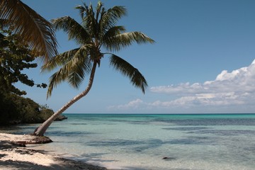 Pochylona palma nad brzegiem karaibskiego morza