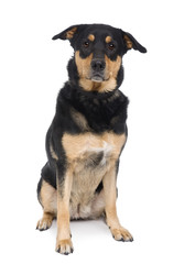 Bastard dog, 3 years old, sitting in front of a white background