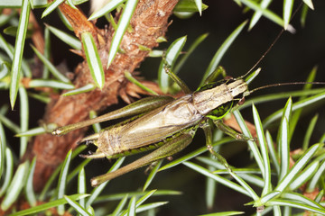 Grasshopper sitting in bush. Macro photo.