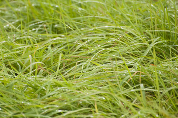 Wet green grass