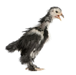 The Pekin is a breed of bantam chicken, 30 days old