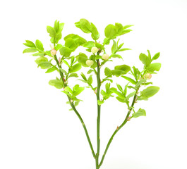 Blueberry branch