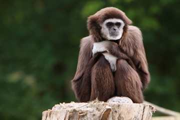 Weißhandgibbon