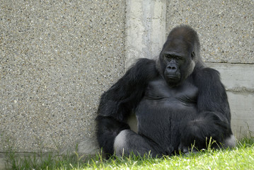 Gorille