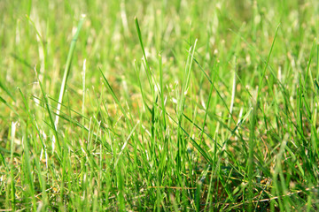 Autumn grass.
