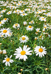 Field of daisy..
