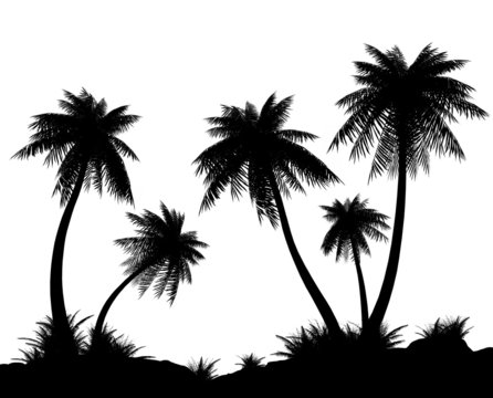 Silhouettes of palms on a white background.