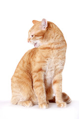 angry ginger cat on the white background