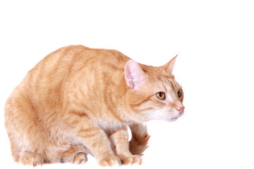 the frightened ginger cat on the white background