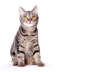 Young European Shorthair in front of a white background