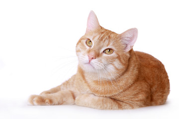 Fototapeta na wymiar leniwy kot imbir overlies białe tło