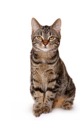 Young European Shorthair in front of a white background