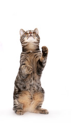 Fototapeta premium Young European Shorthair in front of a white background