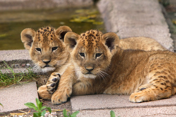 Löwen-Brüder