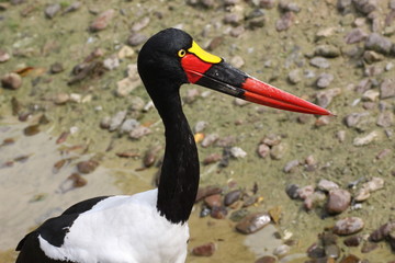 Sattelstorch