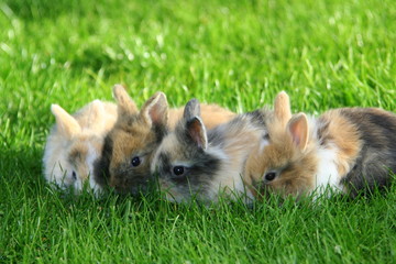 Vier junge Kaninchen