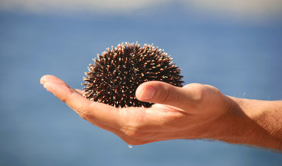 sea urchin