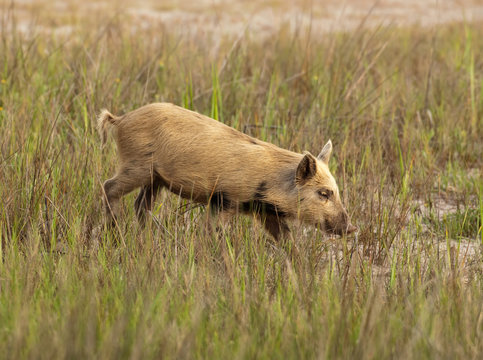 Wild Hog In Florida