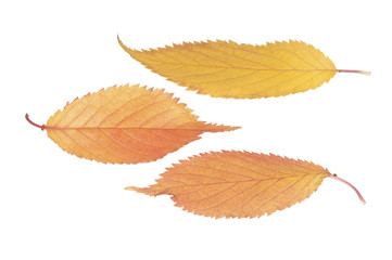 Autumn leaves isolated on white background