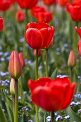 red tulips