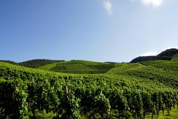 Fototapeta na wymiar Winnice w Baden-Baden