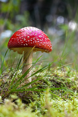 Fly agaric poisonous mushroom