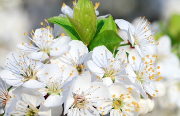 white blossoming cherry tree twig