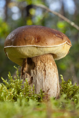 Boletus edulis mushroom in the forest