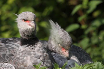 Tschaja (Halsband-Wehrvogel)