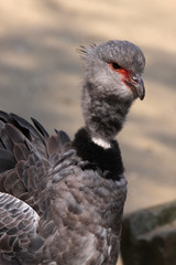 Tschaja (Halsband-Wehrvogel)