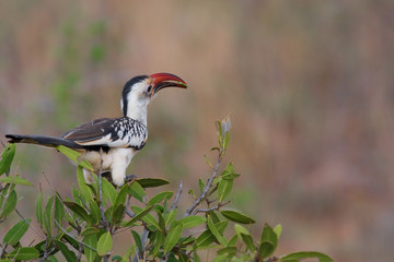 Tucano Africa equatoriale