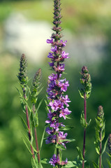 Blutweiderich; Lythrum salicaria