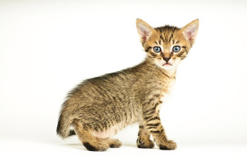 Isolated cat on white background