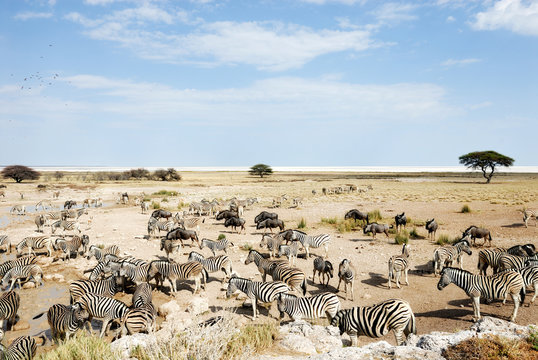 Fototapeta Wasserloch, etosha national park, namibia