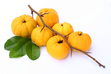 Zierquitten
