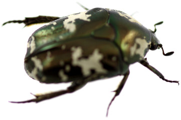 coléoptère protaetia fond blanc