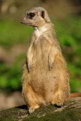 cute meerkat