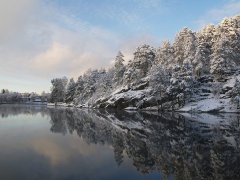 Reflected forest
